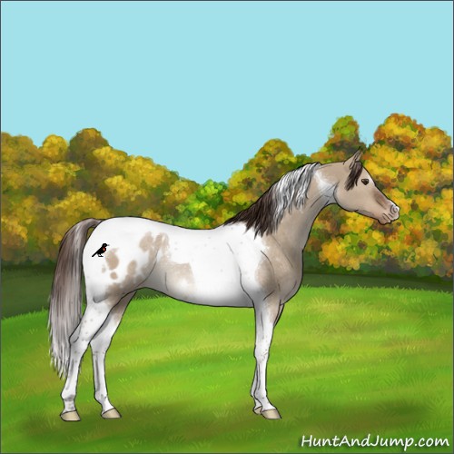 Horse Color:Liver Red Dun Tobiano Appaloosa Rabicano