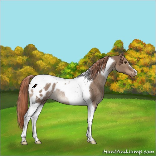 Horse Color:Liver Red Dun Tobiano Blanket Rabicano 