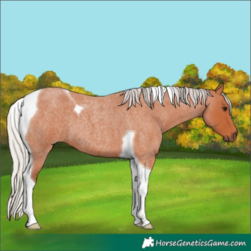 Horse Color:Silver Bay Roan Tobiano