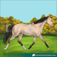 Horse Color:Bay Dun