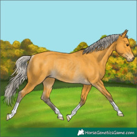 Horse Color:Silver Buckskin Rabicano 