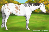 Horse Color:Bay Dun Sabino Splash 