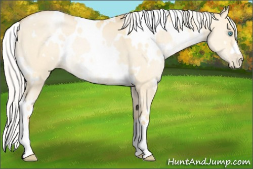 Horse Color:White Spotted Silver Buckskin Pearl Dun 