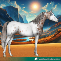 Horse Color:Bay Sabino Splash Tobiano Appaloosa 