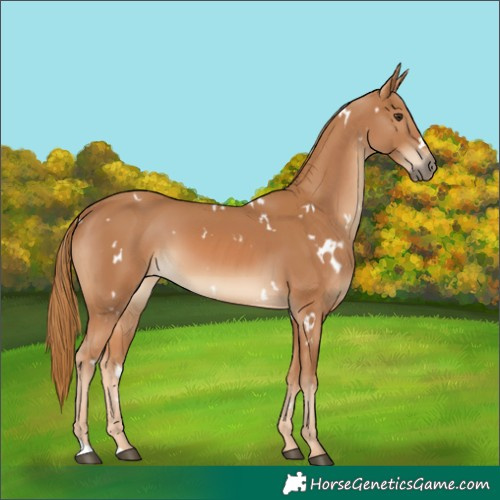 Horse Color:White Spotted Chestnut