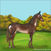 Horse Color:White Spotted Liver Chestnut Rabicano 