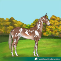 Horse Color:White Spotted Chestnut Mushroom 