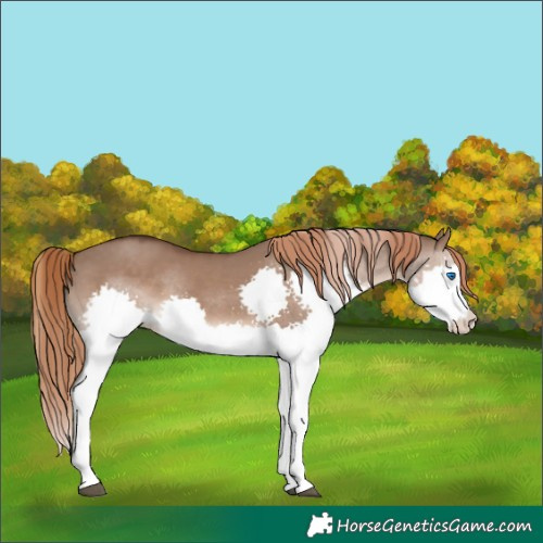 Horse Color:Liver Red Dun Splash 