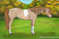Horse Color:Red Roan Tobiano 