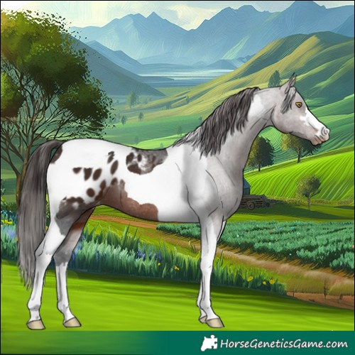 Horse Color:Brown Tobiano Appaloosa