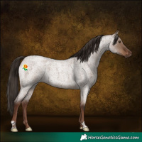 Horse Color:Liver Red Dun Roan 