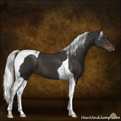 Horse Color:Liver Chestnut Mushroom Tobiano 