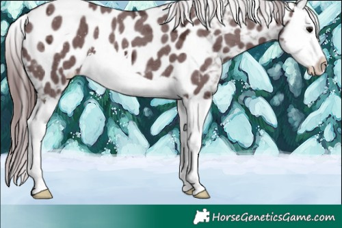 Horse Color:Chocolate Black Ice Splash Appaloosa 