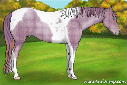 Horse Color:Plaid  Buckskin Pearl Tobiano 