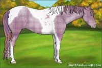 Horse Color:Plaid  Buckskin Pearl Tobiano 