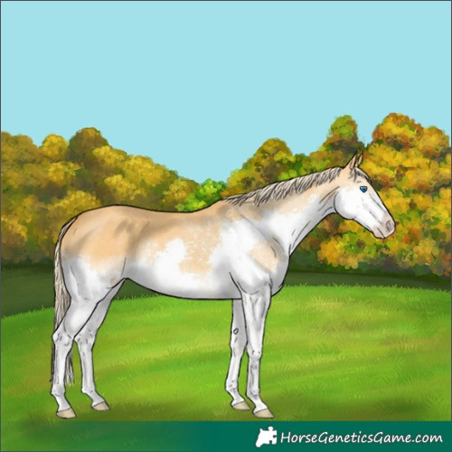 Horse Color:Palomino Dun Splash
