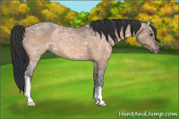 Horse Color:Bay Ice Dun 