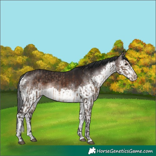 Horse Color:Brown Dun  and Brown Splash 