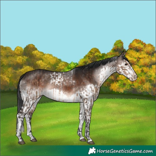 Horse Color:Brown Dun  and Brown Splash 