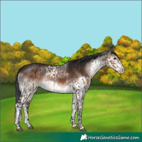 Horse Color:Brown Dun  and Brown Splash 