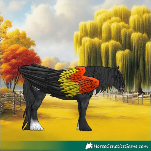 Horse Color:Black Appaloosa 