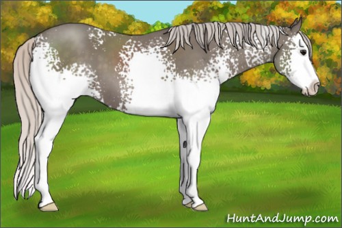 Horse Color:White Spotted Silver Black Splash