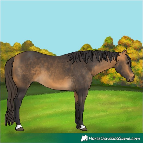 Horse Color:Buckskin 