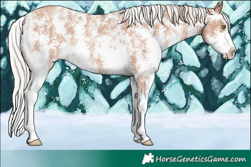 Horse Color:Silver Classic Champagne Sabino