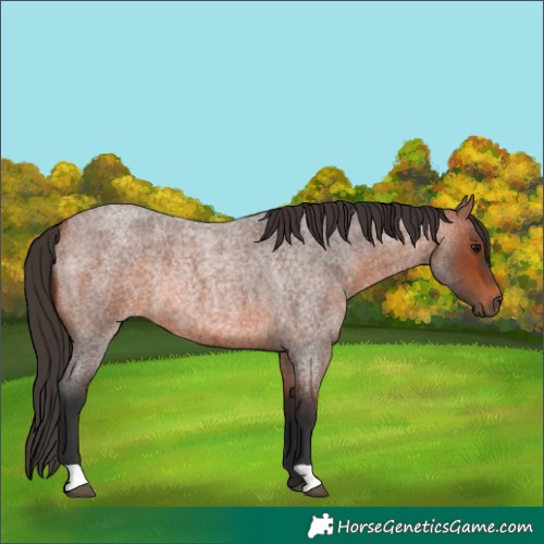 Horse Color:Bay Roan Rabicano 