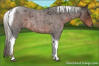Horse Color:Liver Red Roan Mushroom Tobiano 