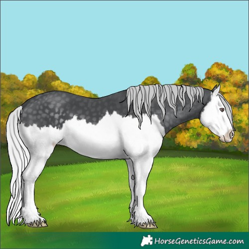 Horse Color:Silver Black Chinchilla Splash 