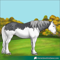 Horse Color:Silver Black Chinchilla Splash 