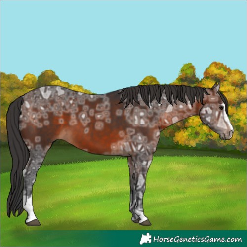 Horse Color:Brown Ice Sabino 