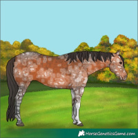 Horse Color:Bay Ice 