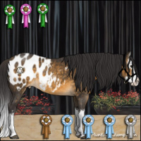 Horse Color:Buckskin Sabino Splash Blanket Rabicano 