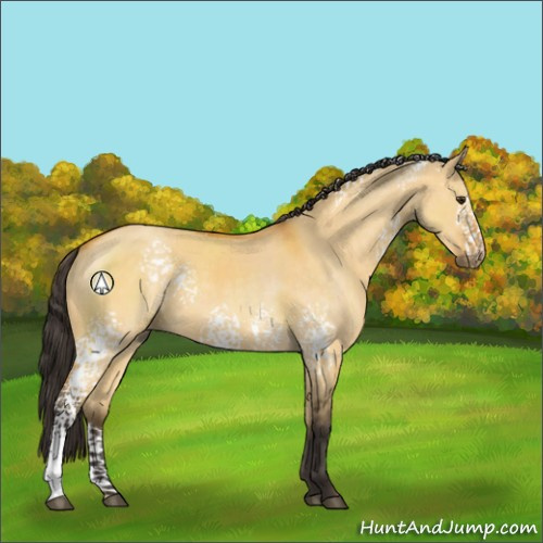 Horse Color:White Spotted Buckskin Dun 