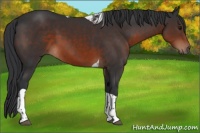 Horse Color:Brown Tobiano 