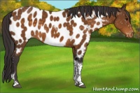 Horse Color:Buckskin Tobiano Appaloosa