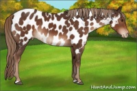 Horse Color:Liver Chestnut Appaloosa Rabicano 