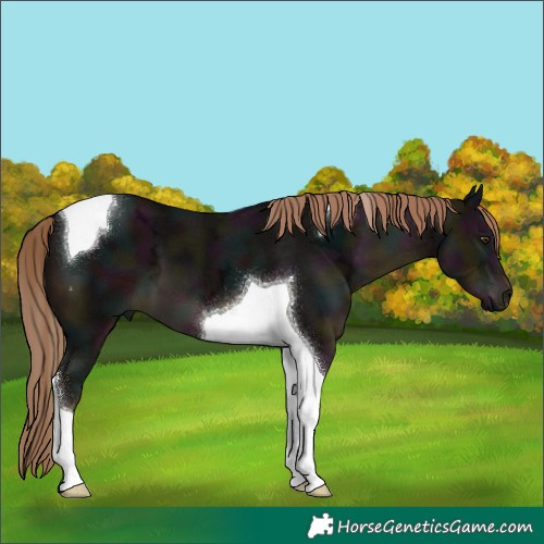 Horse Color:Midnight Liver Chestnut Ice Tobiano 