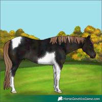 Horse Color:Midnight Liver Chestnut Ice Tobiano 