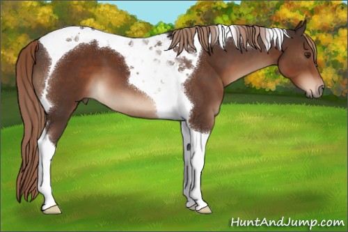 Horse Color:Liver Chestnut Tobiano