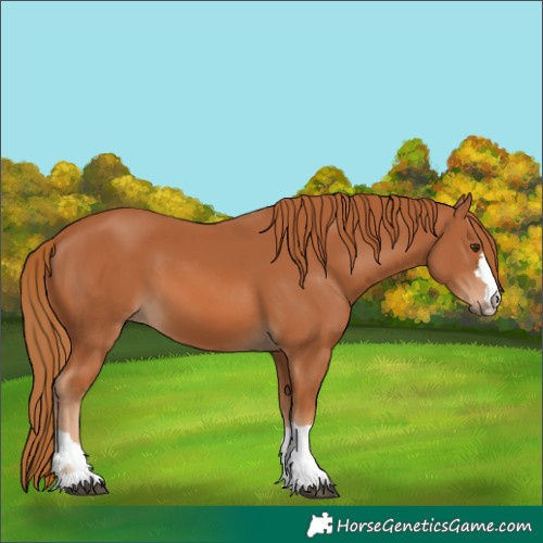 Horse Color:Chestnut 