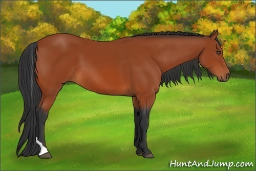 Horse Color:Bay Tobiano