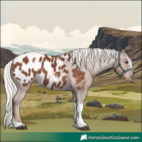 Horse Color:Silver Black Tobiano Near Leopard