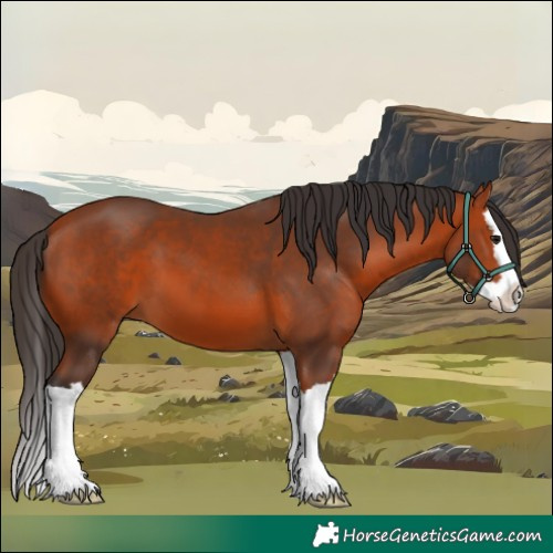 Horse Color:Bay Splash 