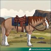 Horse Color:Red Dun Splash