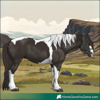 Horse Color:Liver Chestnut Tobiano