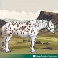 Horse Color:Chestnut Tobiano Appaloosa