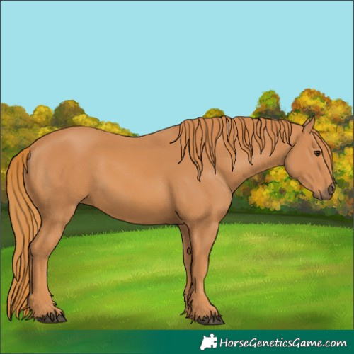 Horse Color:Chestnut 